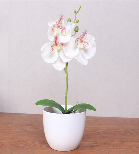 Artificial Phalaenopsis with Foam Leaf and Plastic Vase-home accent-wanahavit-white-wanahavit