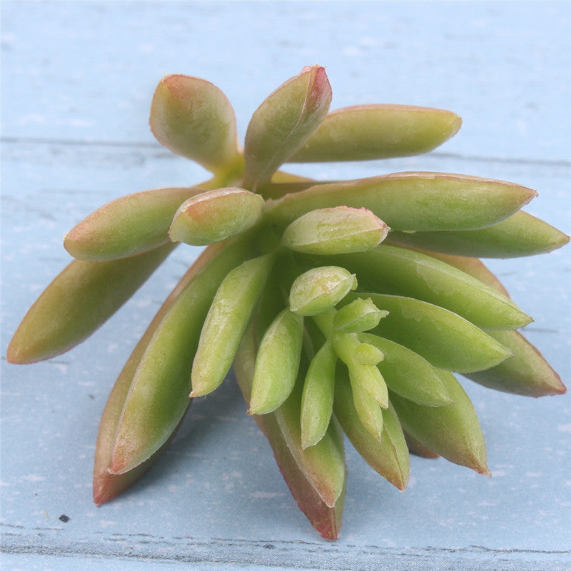 Realistic Mini Cactus Plant-home accent-wanahavit-C deep green-wanahavit