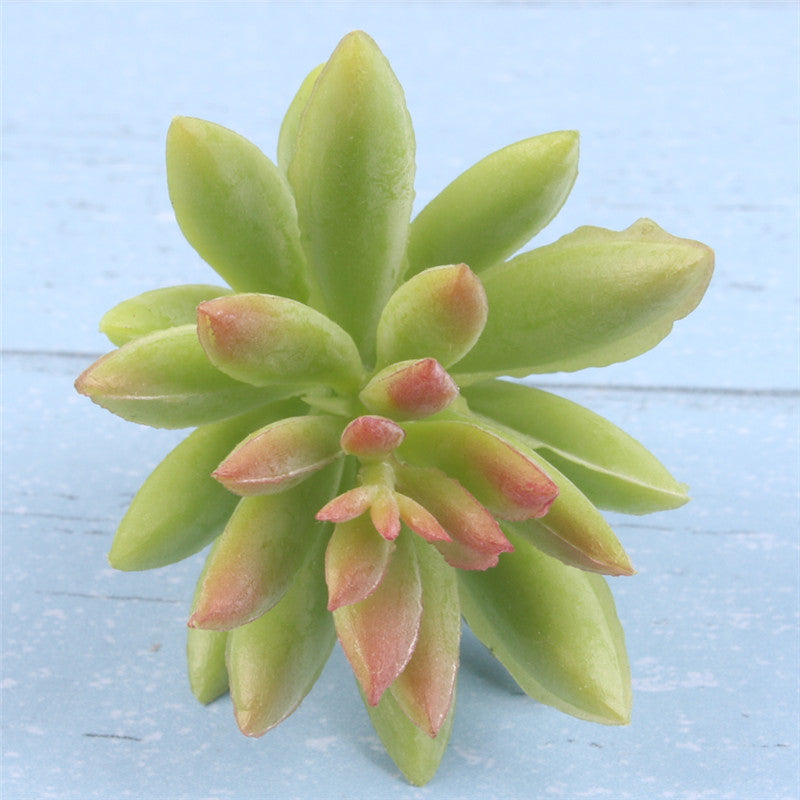 Realistic Mini Cactus Plant-home accent-wanahavit-C green-wanahavit