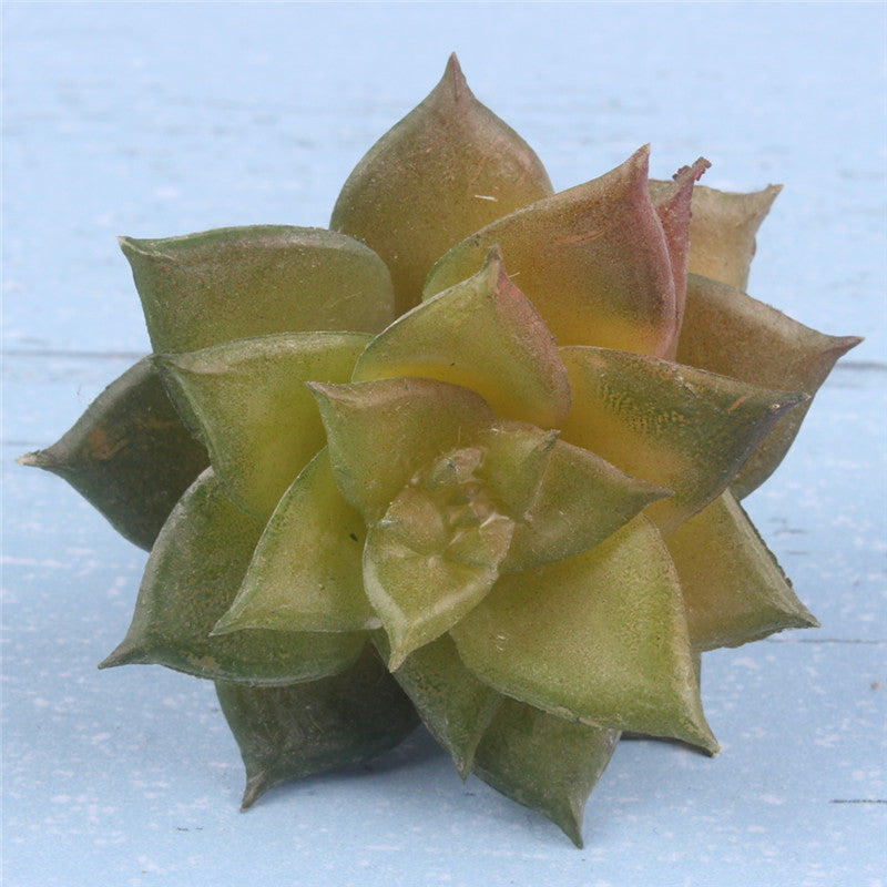 Realistic Mini Cactus Plant-home accent-wanahavit-A deep green-wanahavit
