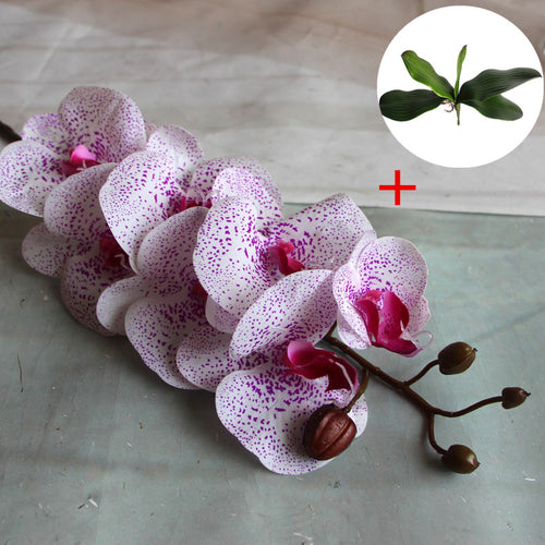 Load image into Gallery viewer, Phalaenopsis with Big Size Leaf-home accent-wanahavit-point purple-wanahavit
