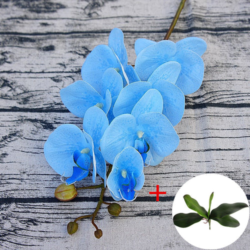Load image into Gallery viewer, Phalaenopsis with Big Size Leaf-home accent-wanahavit-blue-wanahavit
