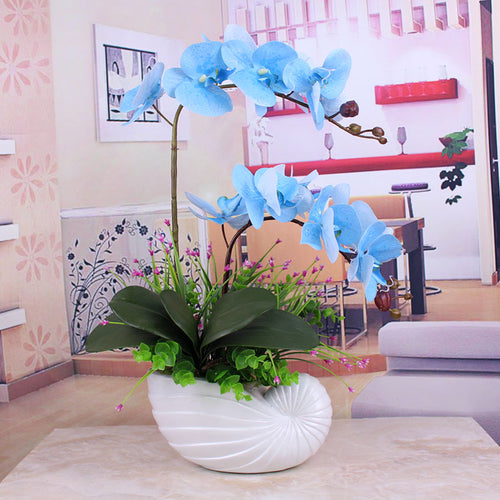 Load image into Gallery viewer, Phalaenopsis with Big Size Leaf-home accent-wanahavit-blue-wanahavit
