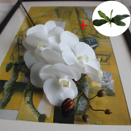 Load image into Gallery viewer, Phalaenopsis with Big Size Leaf-home accent-wanahavit-white-wanahavit

