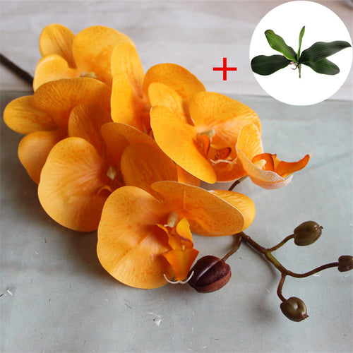 Load image into Gallery viewer, Phalaenopsis with Big Size Leaf-home accent-wanahavit-orange-wanahavit
