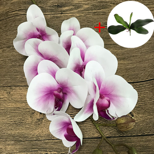 Load image into Gallery viewer, Phalaenopsis with Big Size Leaf-home accent-wanahavit-purple heart-wanahavit
