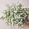 babysbreath