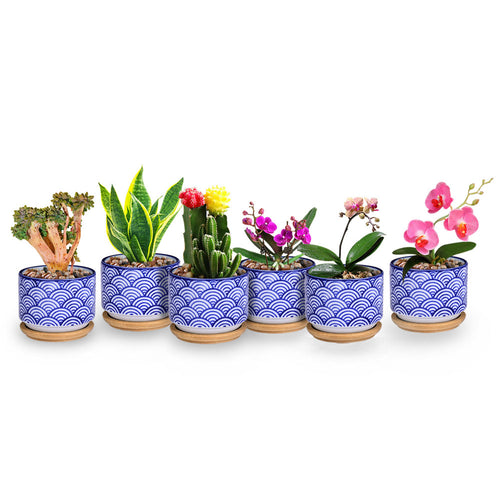 Load image into Gallery viewer, Small Glazed Ceramic Decorative Flower Pots-home accent-wanahavit-3pcs-wanahavit
