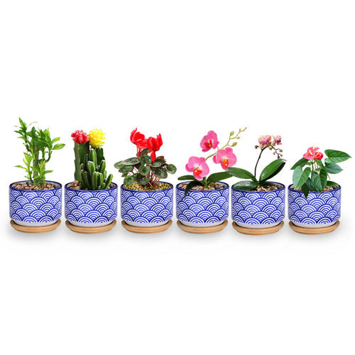 Load image into Gallery viewer, Small Glazed Ceramic Decorative Flower Pots-home accent-wanahavit-6pcs-wanahavit
