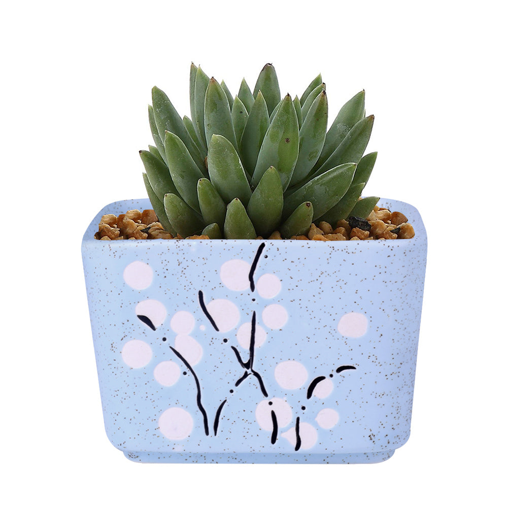 Cute Ceramic Decorative Flower Pots-home accent-wanahavit-Square Blue-wanahavit
