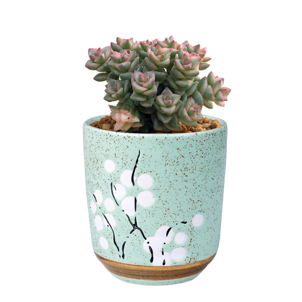 Cute Ceramic Decorative Flower Pots-home accent-wanahavit-Round Green-wanahavit