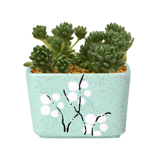Load image into Gallery viewer, Cute Ceramic Decorative Flower Pots-home accent-wanahavit-Square Green-wanahavit
