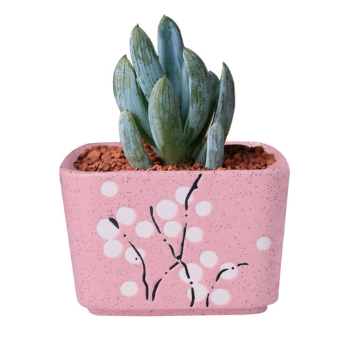 Load image into Gallery viewer, Cute Ceramic Decorative Flower Pots-home accent-wanahavit-Square Pink-wanahavit
