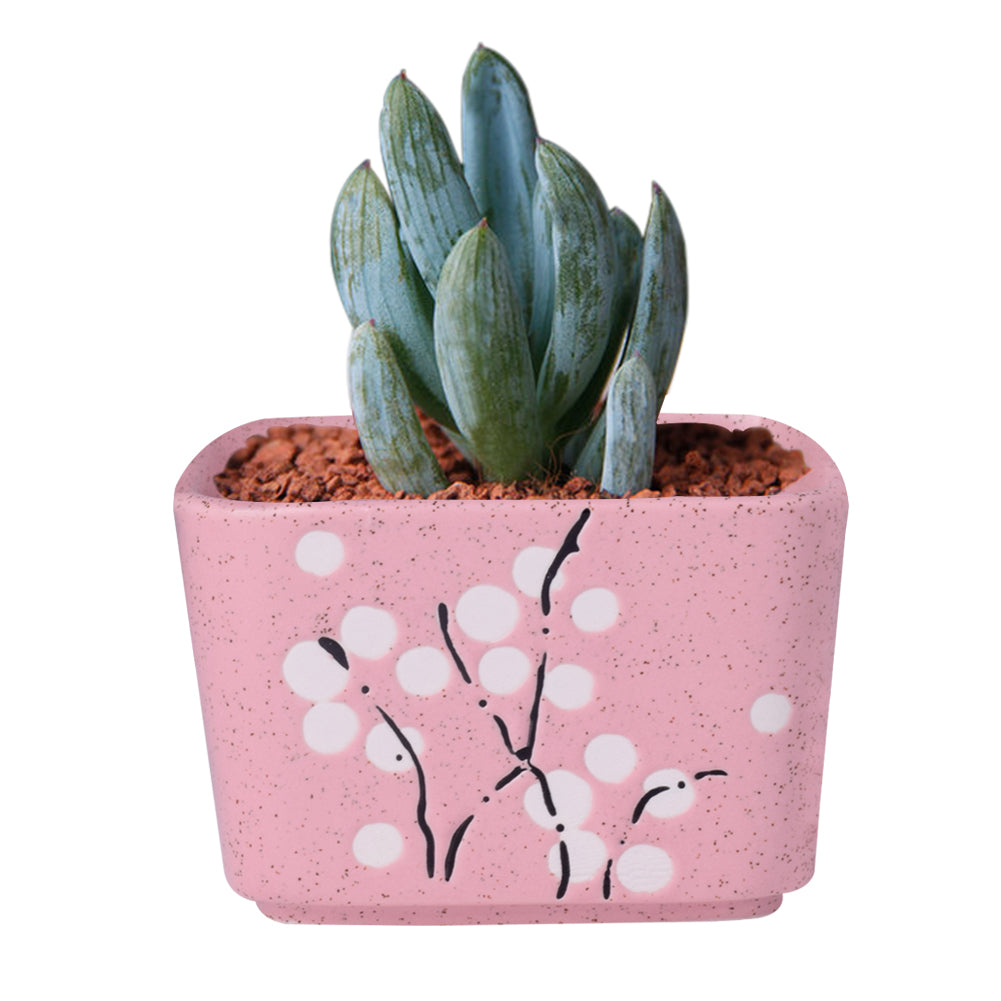 Cute Ceramic Decorative Flower Pots-home accent-wanahavit-Square Pink-wanahavit